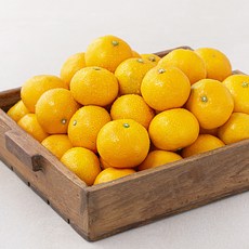 서귀포 감귤, 1박스, 10kg(로열과)