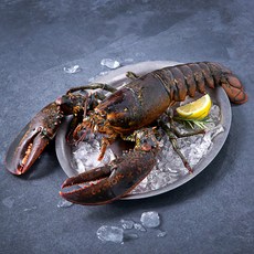 아라보감 살아있는 싱싱한 활랍스터, 800g, 1개