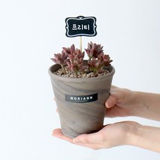 모리앤 독일토분에 심은 다육이 프리티, 혼합색상, 1개