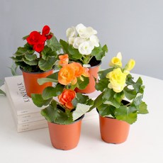 모리앤 생화 사계절 꽃이 피는 꽃베고니아 포트식물 4종, 혼합색상, 1세트
