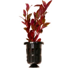 Mimineaqua 簡便的魚缸吸附式水草籃 10個, 17個