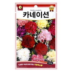 다농 카네이션 씨앗 150립, 1개 1개
