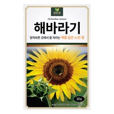 다농 씨앗애 해바라기 씨앗 30p, 1개 1개