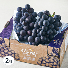 산들이랑 비파괴당도선별 거봉, 1kg, 2개