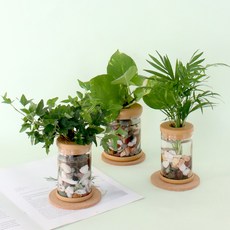 제이메이드 수경식물 테이블 야자 + 스킨답서스 + 아이비 3종 세트, 혼합색상, 1세트