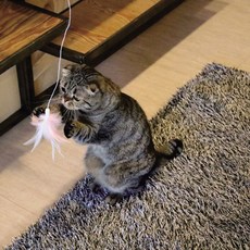 리스펫꼬리잡기