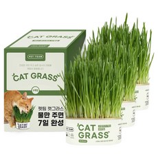 펫팀 고양이 캣그라스, 새싹밀, 200g, 3개