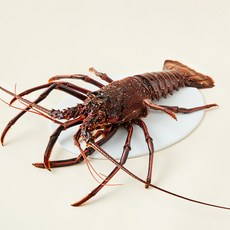 스파이니 랍스타, 1.4kg, 1개 1400g, 1개