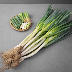 흙대파, 10kg, 1개