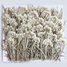 哈哈草壓花牛, 混色