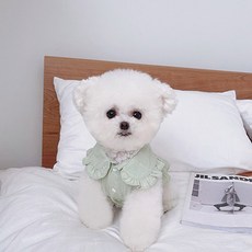 petitdog Pet 白絲帶背心 DSV028, 綠色