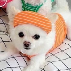 에이미러브즈펫 반려동물 롤리팝 곰돌이 썬캡, 오렌지, 1개