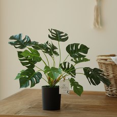 人造花盆, 1個, 龜背竹