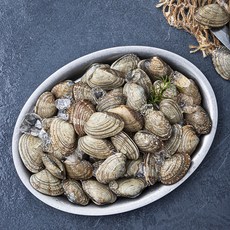 바다자리 생물 물바지락 (냉장), 1.5kg(특대), 1개