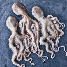 피시원 국내산 자연산 생물 활낙지(냉장), 1kg(3~7미), 1박스