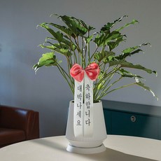 메이크정글 대박나는 셀렘 + 오브제 화분 다이아형 2호 + 축하 리본 세트, 화이트, 1세트