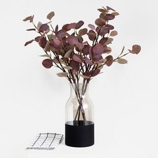 유칼립투스폴리안