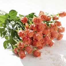 로즈피아 생화 트로피칼레인 9대, 혼합색상, 9개