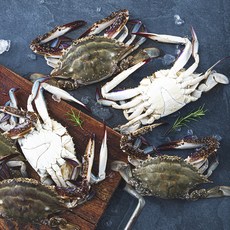 바다미식회 신진도 산지직송 살이 꽉찬 가을 숫꽃게 (냉장), 2kg(6~8미), 1개