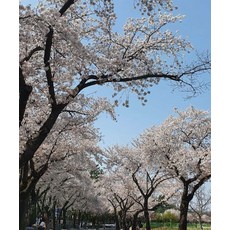 추천5경주벚꽃