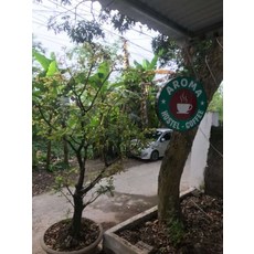 [Ninh Binh] Aroma Homestay