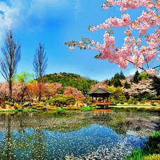 추천2 경주벚꽃