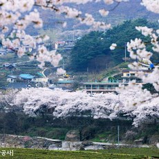 섬진강벚꽃 추천 1등 제품