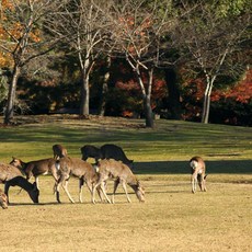 [오사카] #모두투어 [벚꽃필때✿][팬스타크루즈 5일] 오사카/나라/고베/교토 or USJ 선택관광(1일자유+선실업글 반값+선내식 4회) #팬스타 #BJC631PAAQ