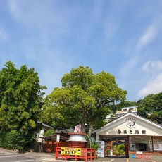 카멜리아호 TOP01
