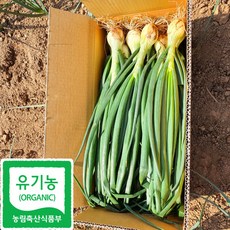 국내산 유기농 줄기 햇 양파 산지직송