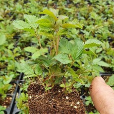 눈개승마모종 눈개승마 삼나물 모종 2년생 32공