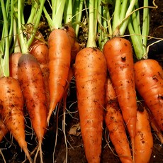 단맛이 강한 아삭아삭 국내산 햇 흙당근 2kg 중사이즈