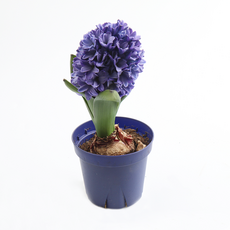 추천10히야신스