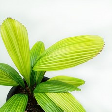 7bd8f0227119289297f26ffd188173213c1ff6b9e6bbe5de2514fe4a988b.jpg