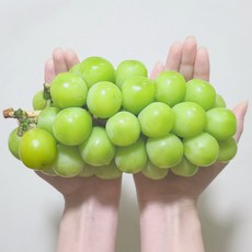 상주샤인머스켓