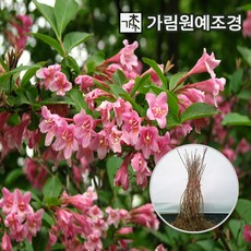 서부해당화