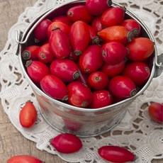 로즈힙오일효능