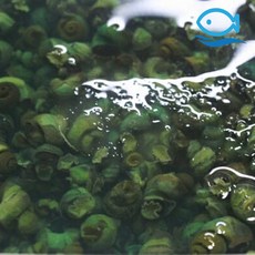 바다더해 도매 깐다슬기 올갱이 고디 자숙 손질 다슬기, 10.5kg(700gx15ea), 1박스, 10.5kg(700gx15ea)