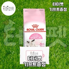 새끼고양이이유식