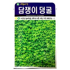 담쟁이나무씨앗 500립 담쟁이덩굴 덩쿨 나무씨앗