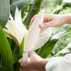 괴산 대학 찰옥수수 초당옥수수 고당도 옥수수 특품사이즈 산지직송, 1개, 괴산 대학 찰옥수수_30개