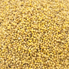 강원도 유기농 차조 국산 청차조, 5개, 500g