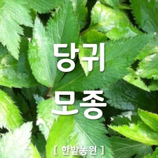 모듬쌈당귀