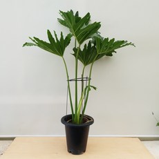 e704d048c5c83d9916c6a3bafe292fb23a87bba0e432d76f2f4ff6bb6ff8.jpg