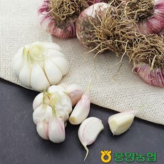 통마늘한접