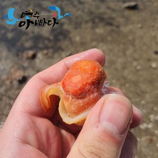 여수아빠다 자연산 손질 촛대고동