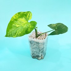 옐로우싱고니움