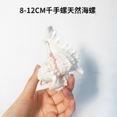 불가사리 조개 웨딩 장식품 인테리어소품, 8-12CM 천손 달팽이 1