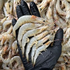 국내산 여수 특품 신선급냉 중하새우 생새우, 1박스, 1kg 100미