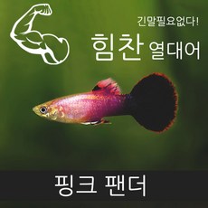 [힘찬]대용량핫팩 보온포장무료! 핑크 팬더 구피 트리오 1세트 [숫1 암2] 대용량 핫팩 보온포장무료!, 3마리